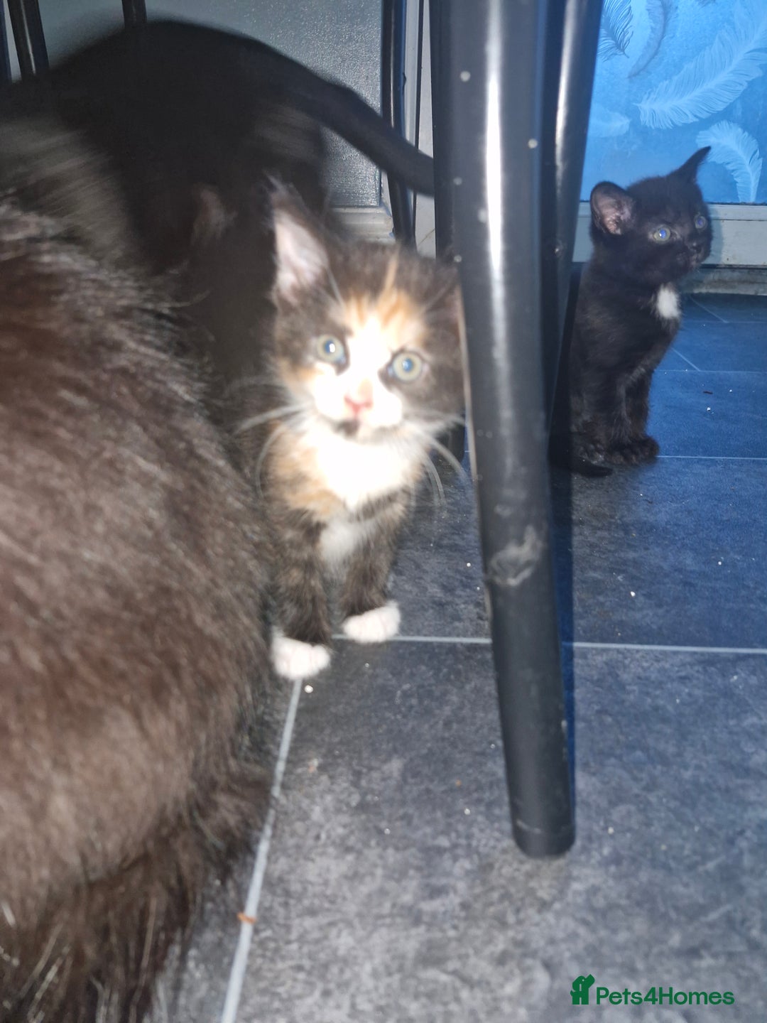 Mixed Breed cats for sale: Kittens for sale  - Advert 5