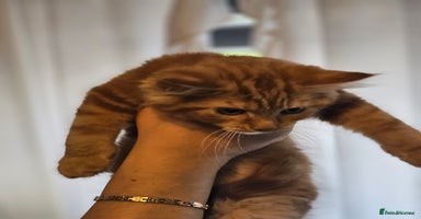 Maine Coon cats - Advert 14