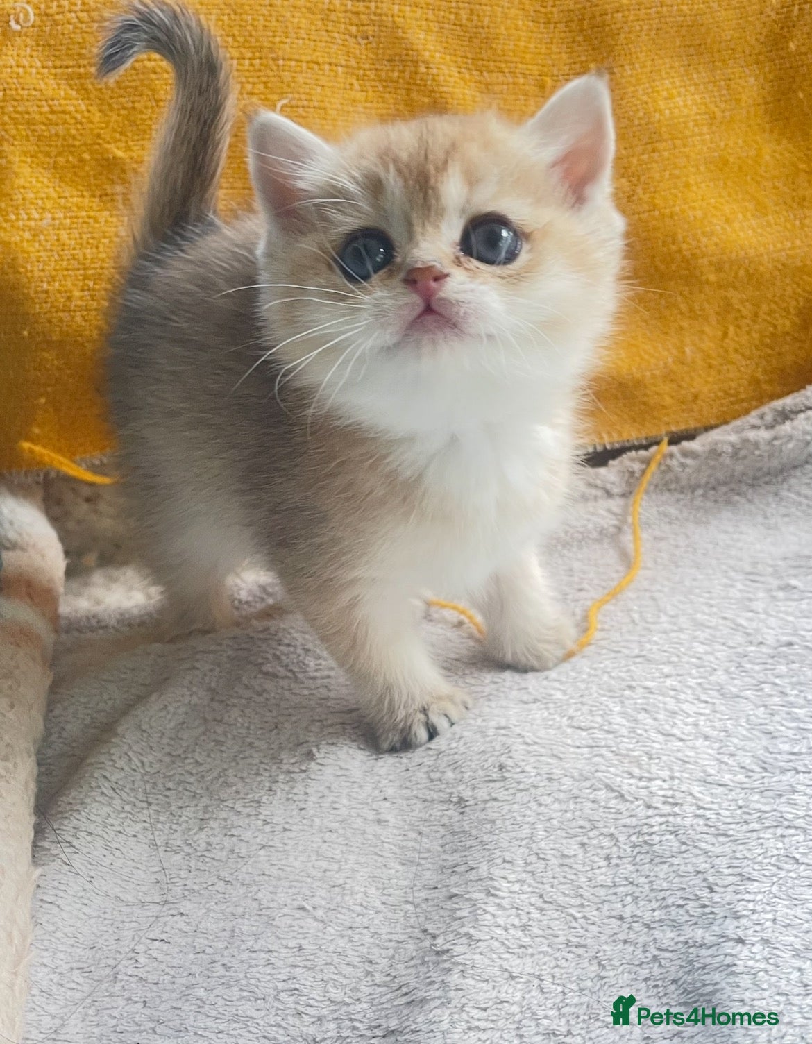 British Shorthair cats Beautiful golden British shorthair  - Advert 1