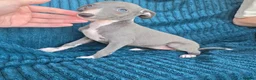 Whippet dogs for sale: 🐾 Beautiful Whippet Puppies Ready Now 🐾 - Advert 22
