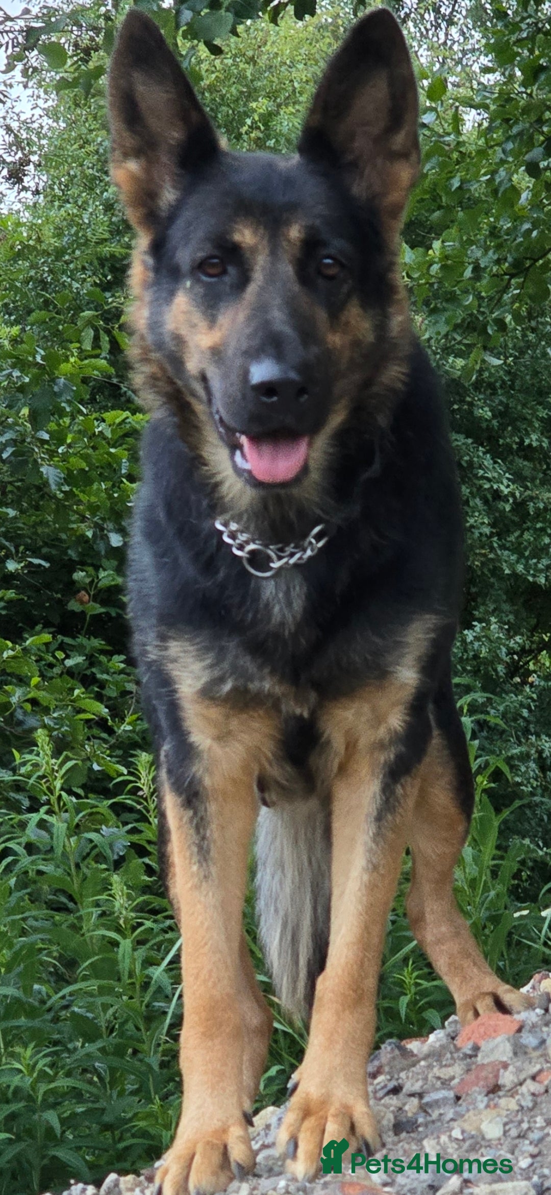 German Shepherd dogs for sale: Chunky German shepherd puppies for sale  - Advert 25