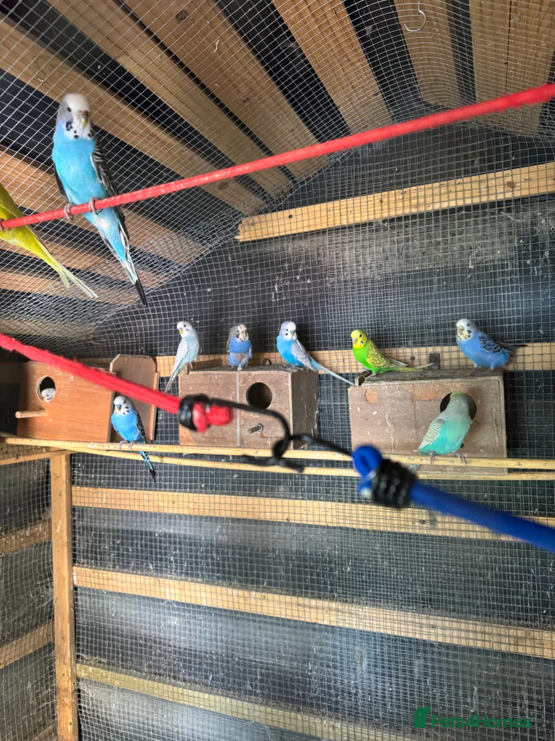 Budgerigars birds for sale: Budgies for sale - Advert 1