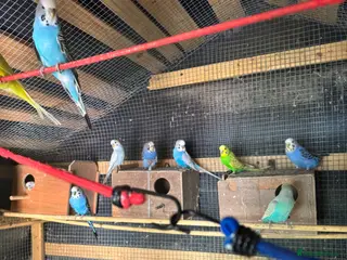 Budgerigars birds Budgies for sale - Advert 2