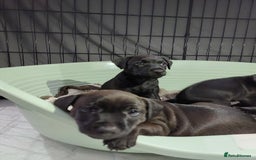 Patterdale Terrier dogs for sale: Patterdale pups - Image 16