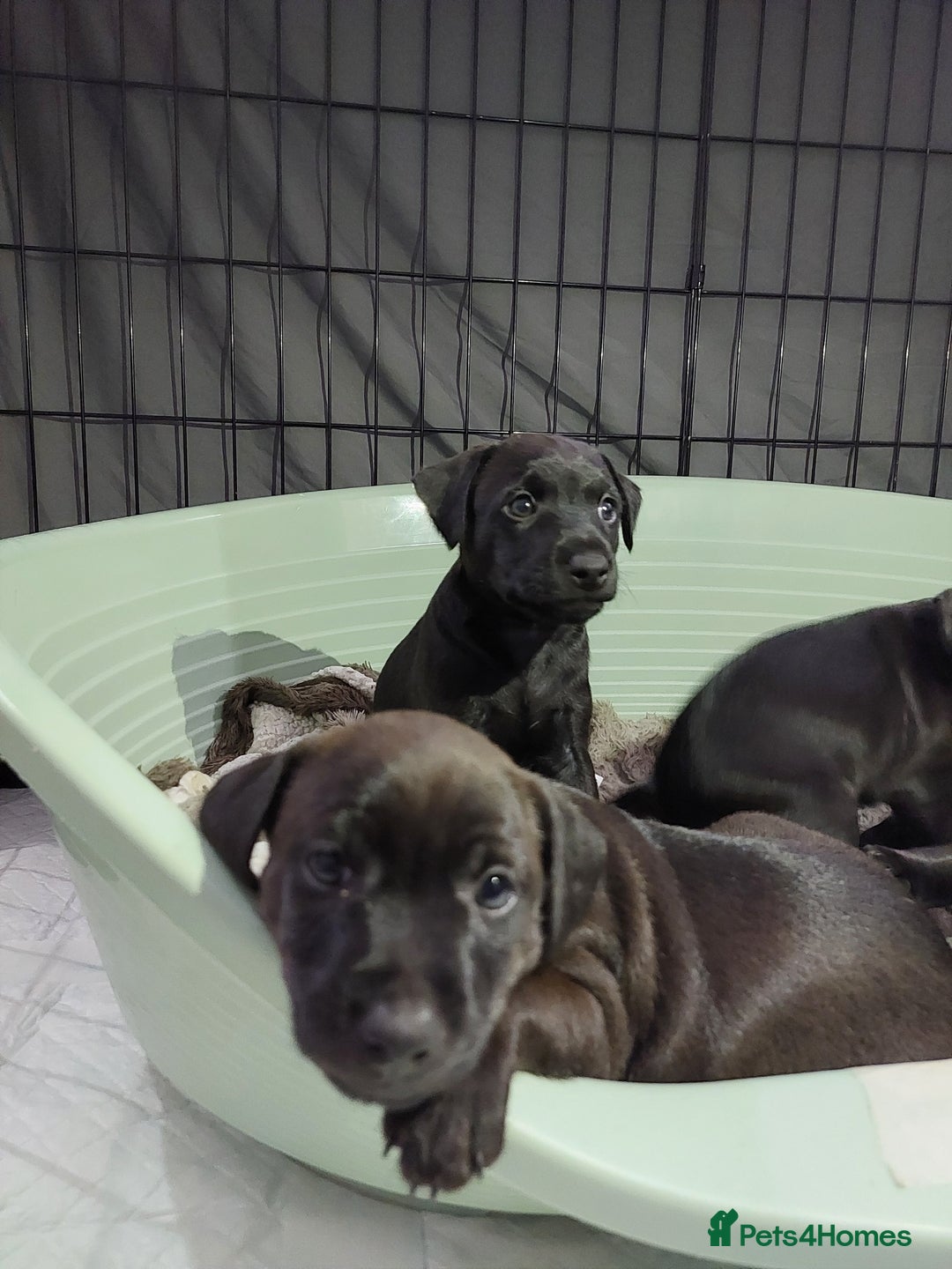 Patterdale Terrier dogs for sale: Patterdale pups - Image 16