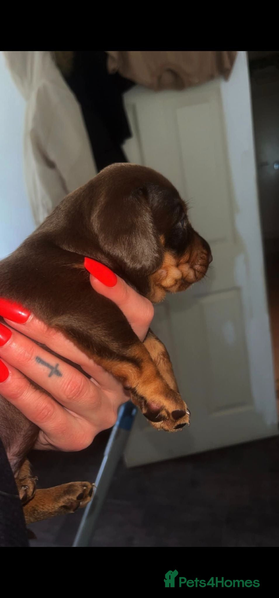 Dachshund dogs Choclate tri dashund full size  - Advert 1