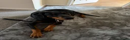 Dobermann dogs for sale: Dobermann 1 year old female - Advert 3