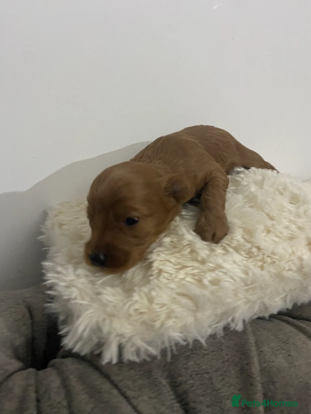 Cockapoo dogs for sale: Toy Poodle Cross Puppies, Mum & Dad Seen, London - Advert 16