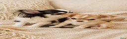 Chihuahua dogs for sale: Chihuahua boy and girl  in Bournemouth - Advert 9