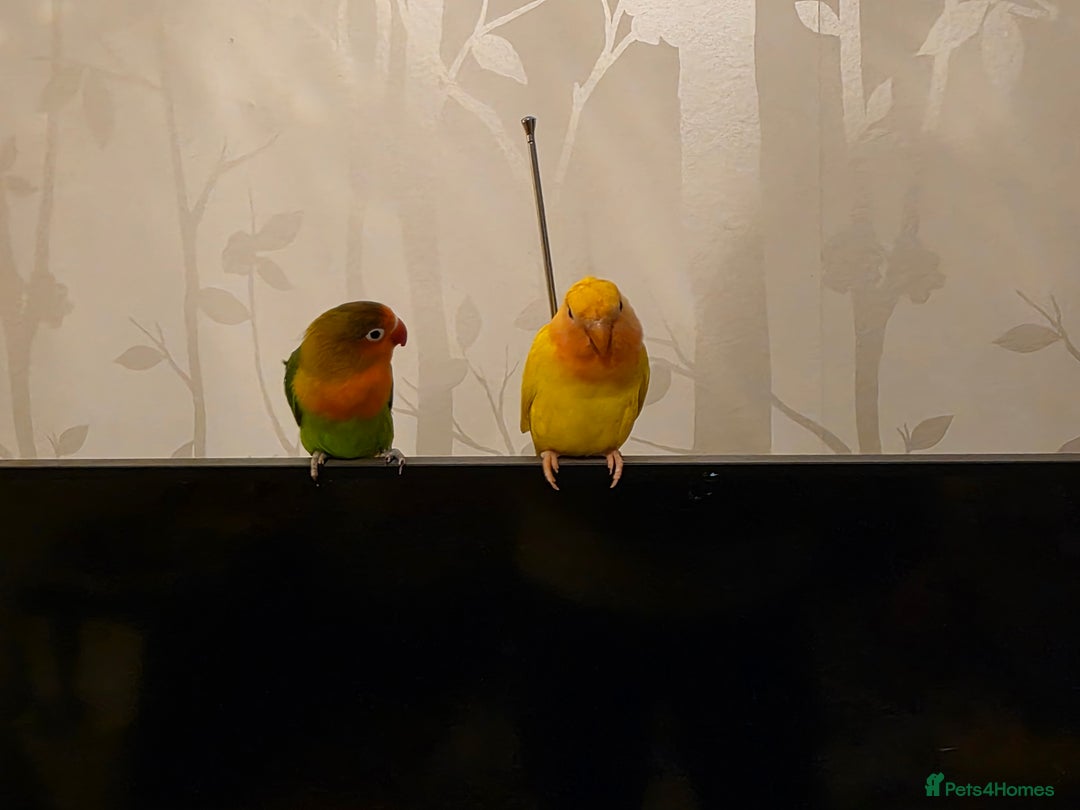 Lovebirds birds for sale: Lovebird- 4 months old. - Advert 7