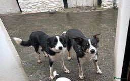 Border Collie dogs for sale: Border Collie Puppies for sale - Image 6