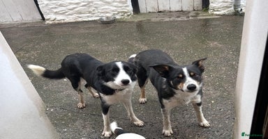 Border Collie dogs - Advert 3