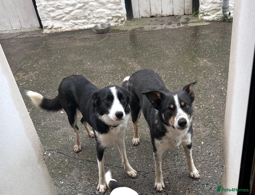 Border Collie dogs for sale: Border Collie Puppies for sale - Image 6