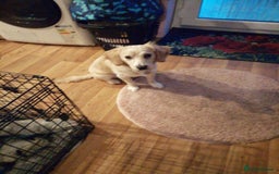 Mixed Breed dogs for sale: 7month boy golden retriever spaniel sam - Image 8