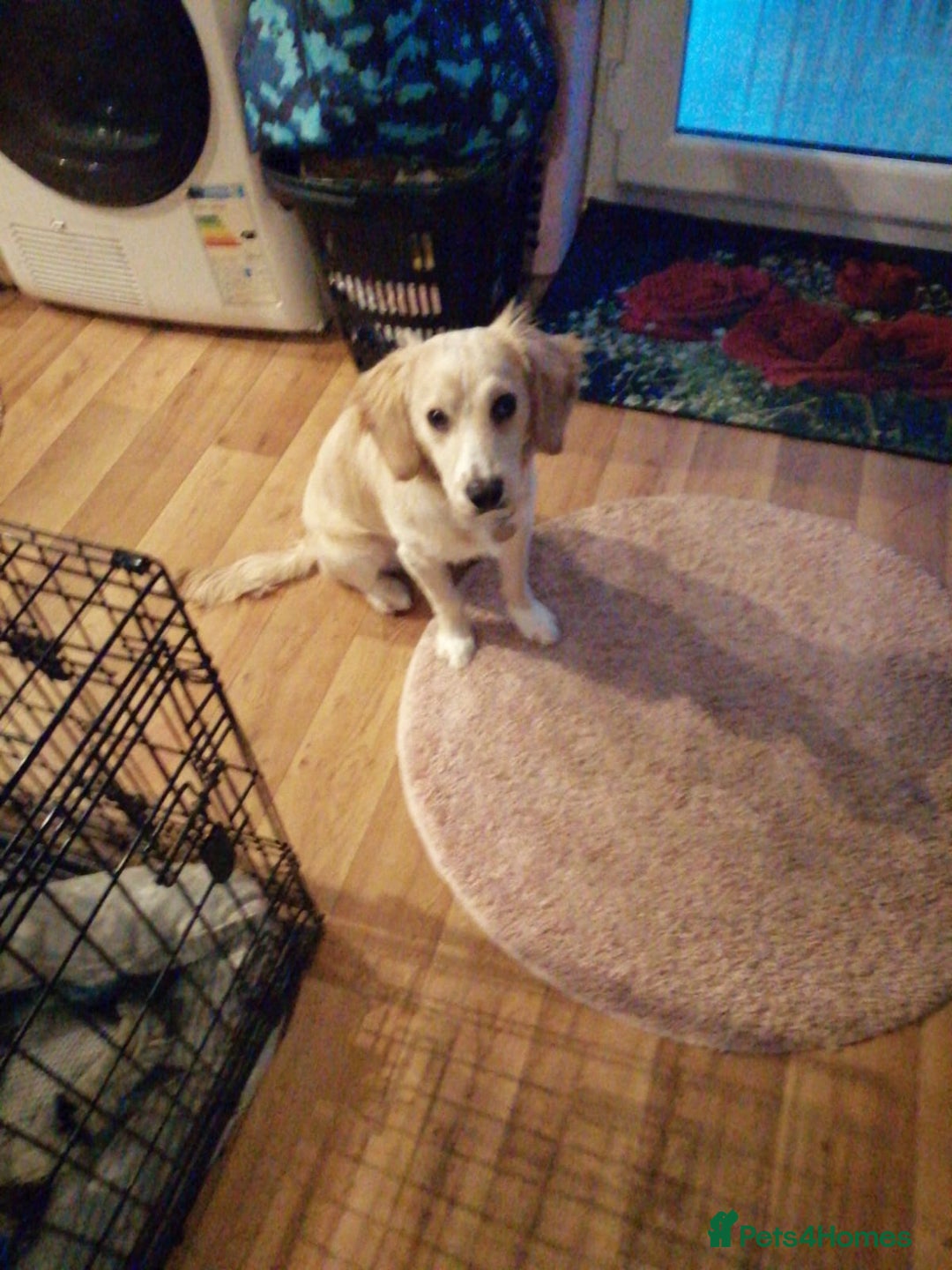 Mixed Breed dogs for sale: 7month boy golden retriever spaniel sam - Image 8