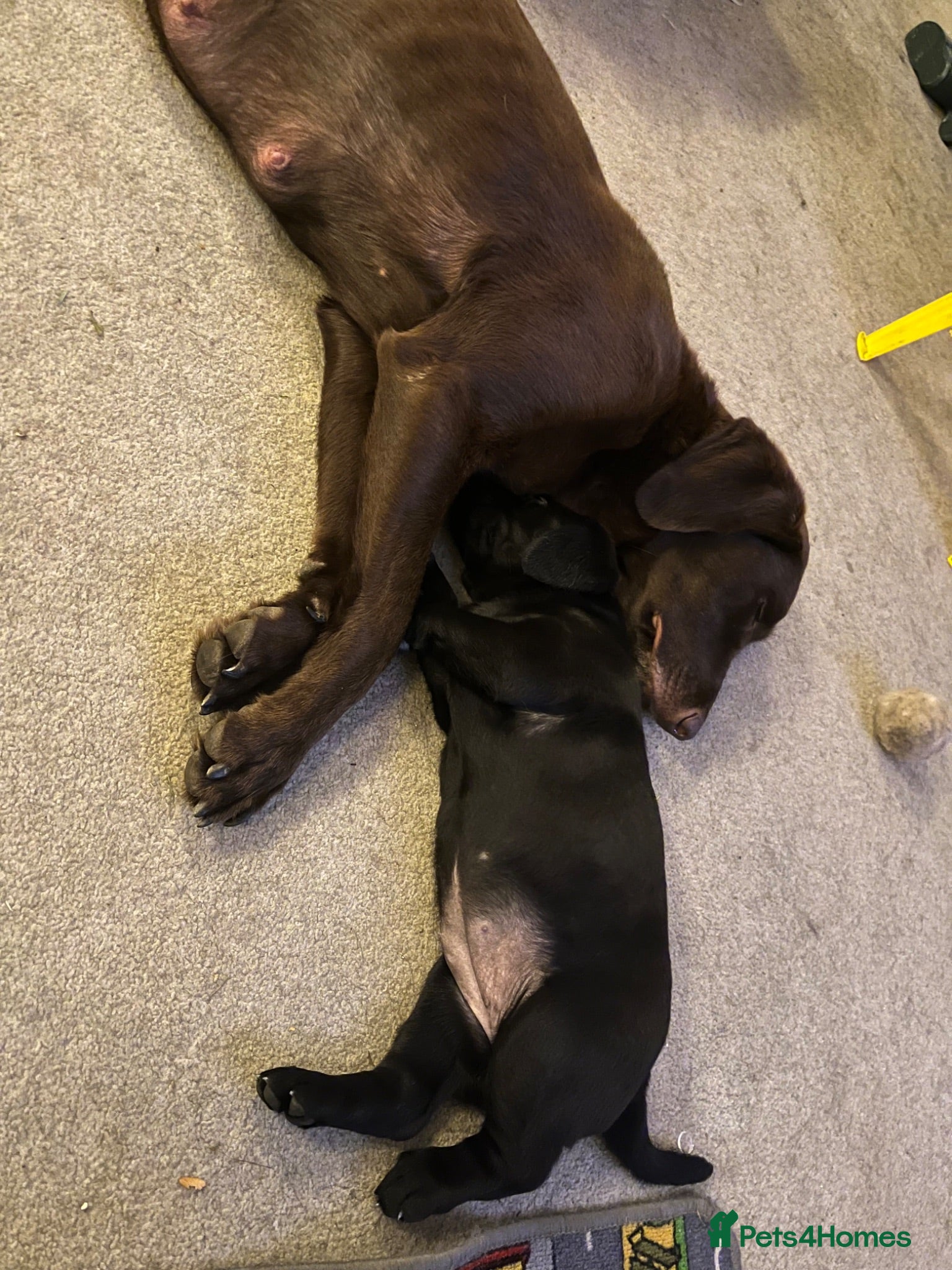 Labrador Retriever dogs Labrador puppies for sale  - Advert 4