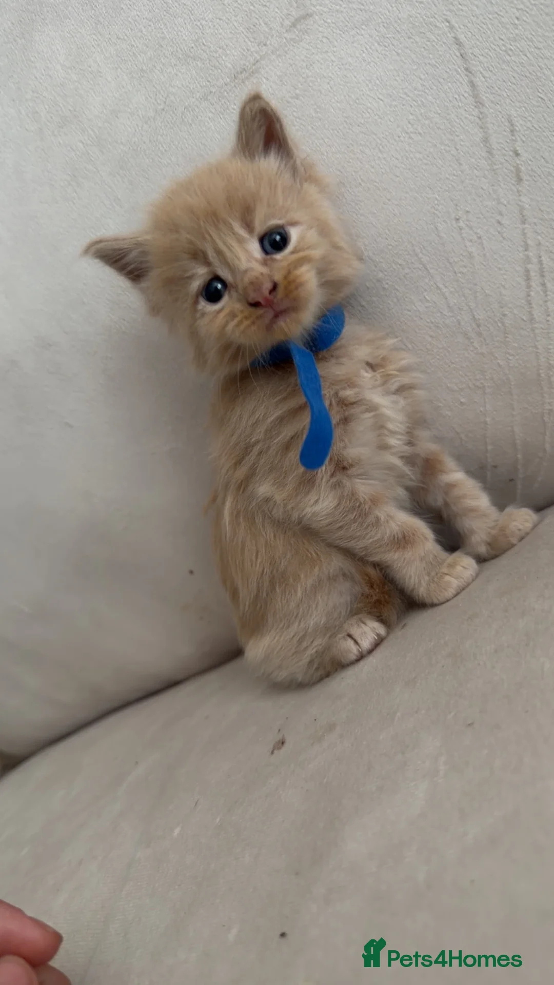 Maine Coon cats for sale: Mainecoon kittens  - Advert 2