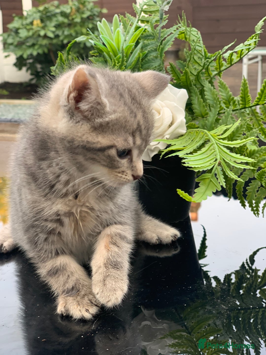 Toyger cats for sale: Tabby kittens  - Image 16