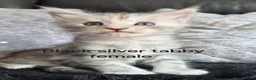 Maine Coon cats for sale: Purebred Maine coon kittens - Advert 1