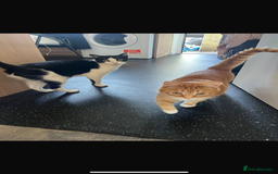 Munchkin cats for sale: Rehoming Male Cat – Quiet Home Needed  - Image 5