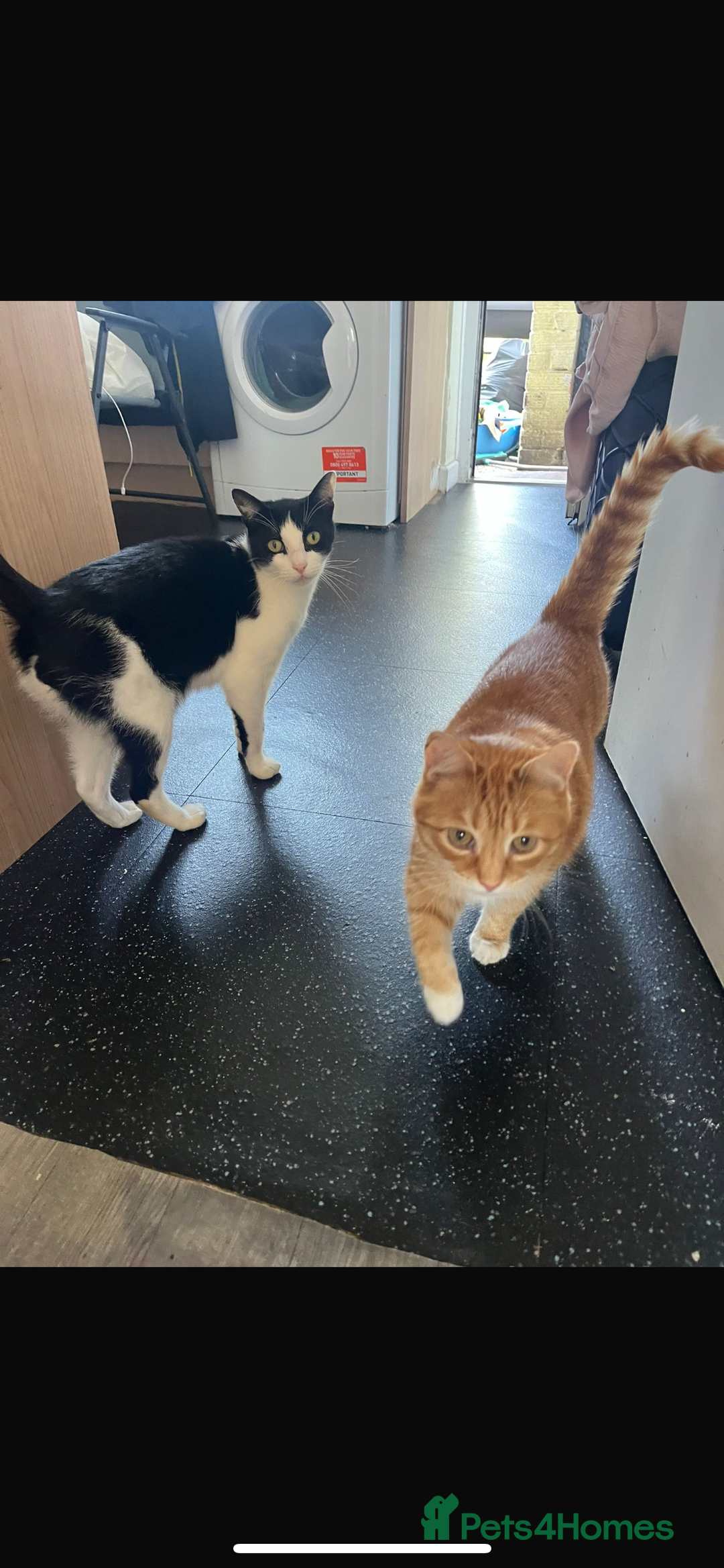 Munchkin cats for sale: Rehoming Male Cat – Quiet Home Needed  - Image 5