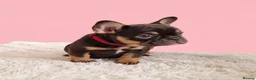 French Bulldog dogs for sale: 🌟REDUCED🌟only one girl and one boy left - Advert 29