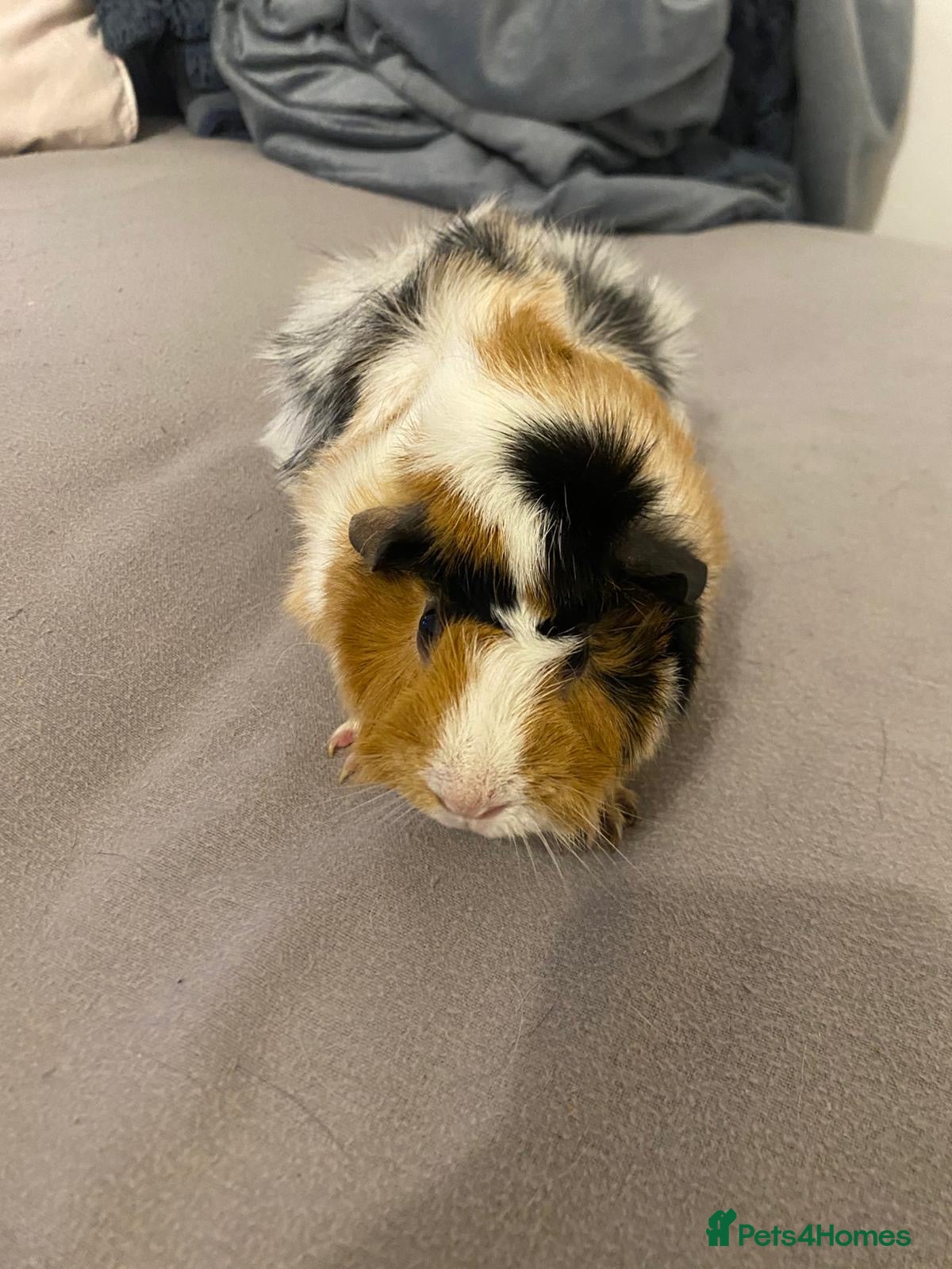 Guinea Pig rodents Guinea pigs - Advert 1