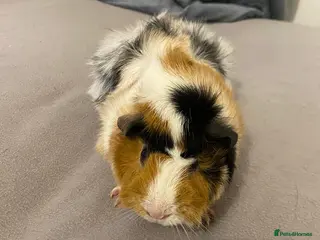 Guinea Pig rodents Guinea pigs - Advert 1