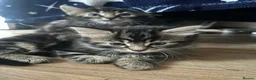 Persian cats for sale: Persian kittens for sale - Advert 3