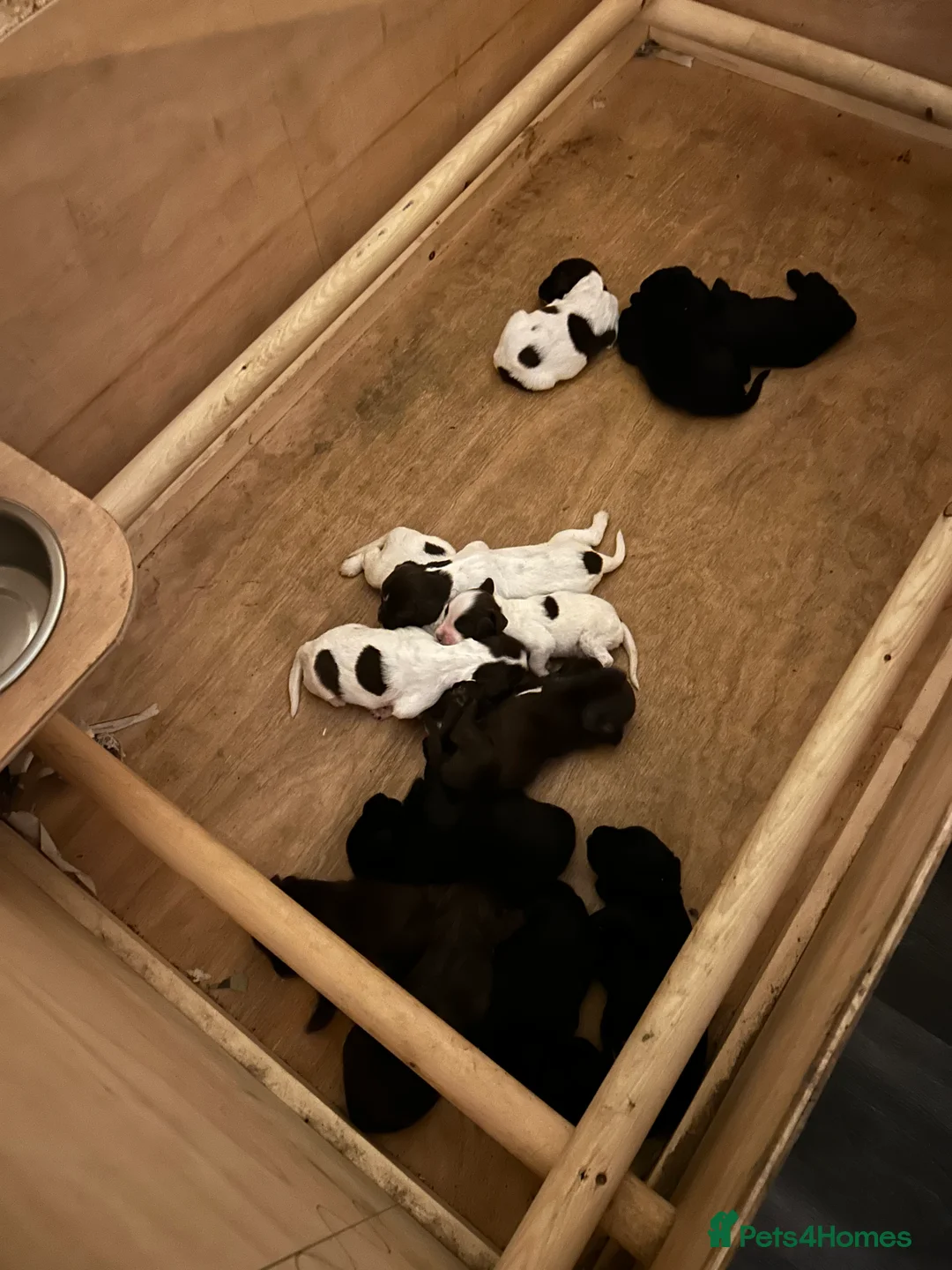 Sprocker dogs for sale: Fantastic litter of F1 Sprocker Spaniel Puppies  - Advert 2