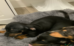 Chiweenie dogs for sale: Ready Now Chiweenies pups - Image 9
