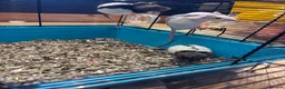 Rat rodents for sale: Male rats - Advert 4