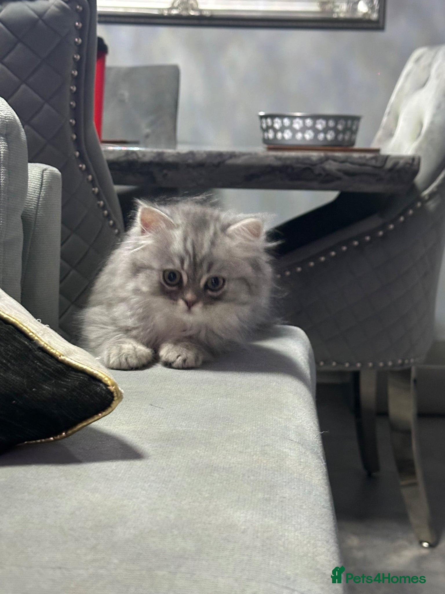 Persian cats for sale: Pure Persian long coat kitten’s - Advert 12