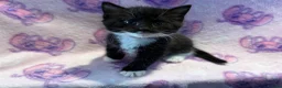 Mixed Breed cats for sale: 3 GORGEOUS KITTENS LEFT READY TOMORROW  - Advert 2