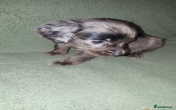 Cockapoo dogs for sale: F2b cockapoo puppies - Image 4