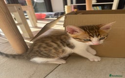 Bengal cats for sale: Bengal kittens  - Image 2
