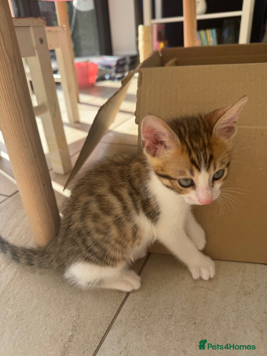 Bengal cats for sale: Bengal kittens  - Image 2