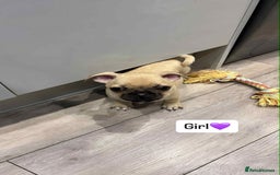 Pug dogs for sale: 🐾 Adorable 9-Week-Old Pug Puppies 🐾 - Image 2
