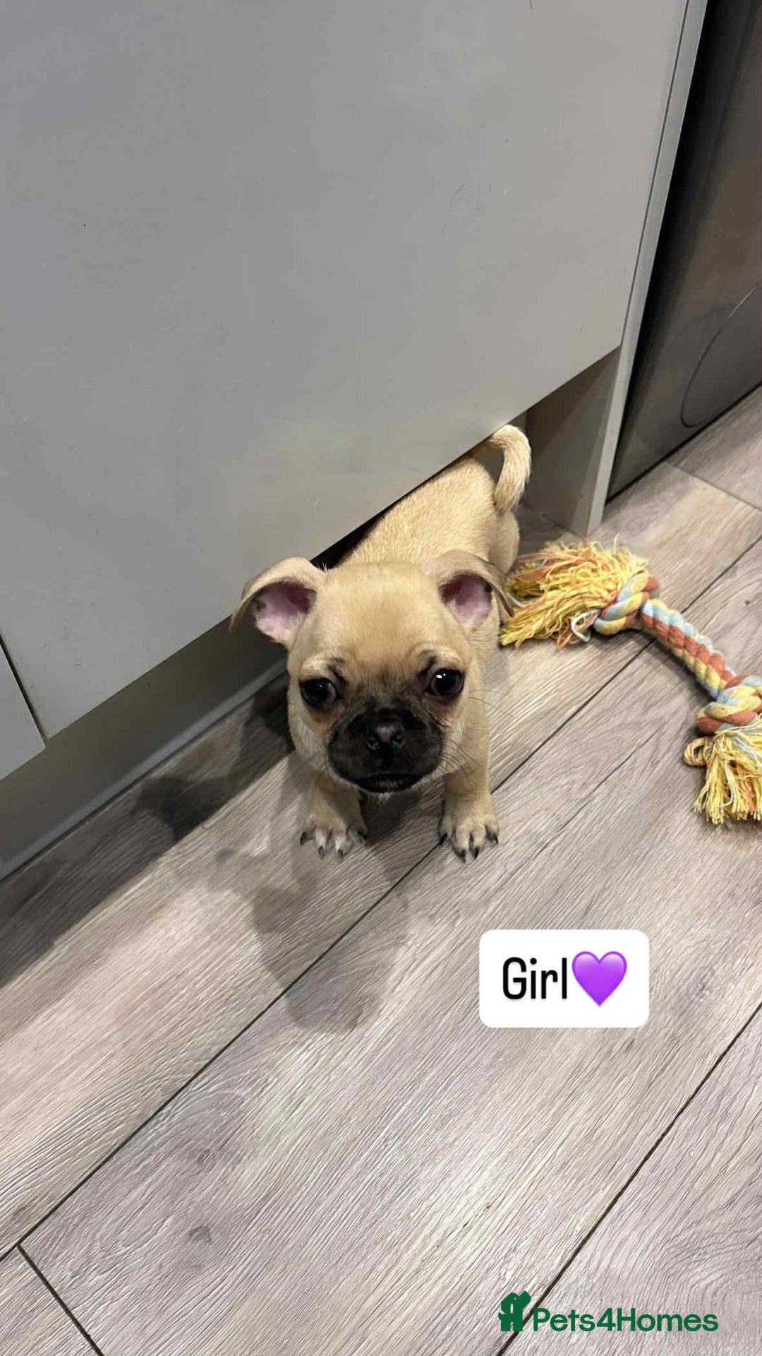 Pug dogs for sale: 🐾 Adorable 9-Week-Old Pug Puppies 🐾 - Image 2