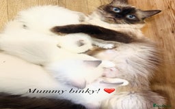 Ragdoll cats for sale: Beautiful litter of Ragdoll baby’s! 🐱🤍🐱 - Image 9
