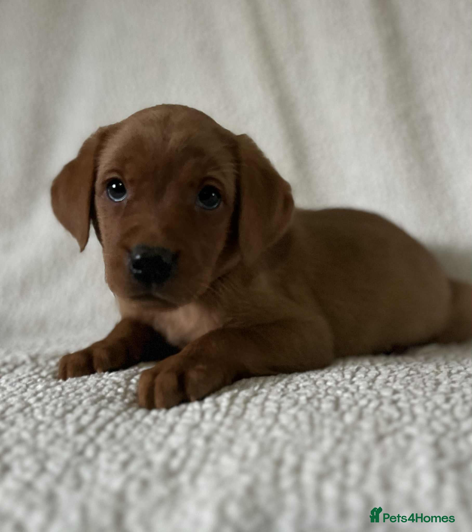 Labrador Retriever dogs Kc Fox Red Labs Ready Now  - Advert 12