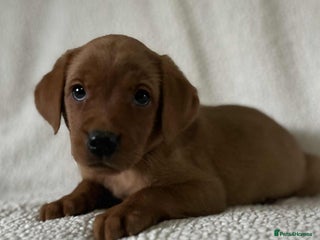 Labrador Retriever dogs Kc Fox Red Labs Ready Now - Advert 2