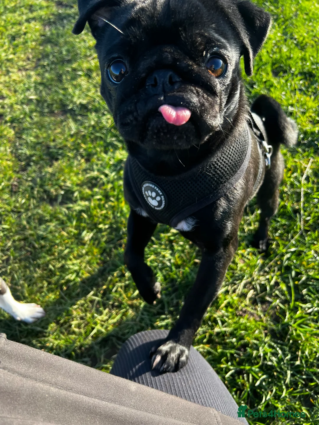 Pug dogs for sale: Pug - Dude - Advert 2