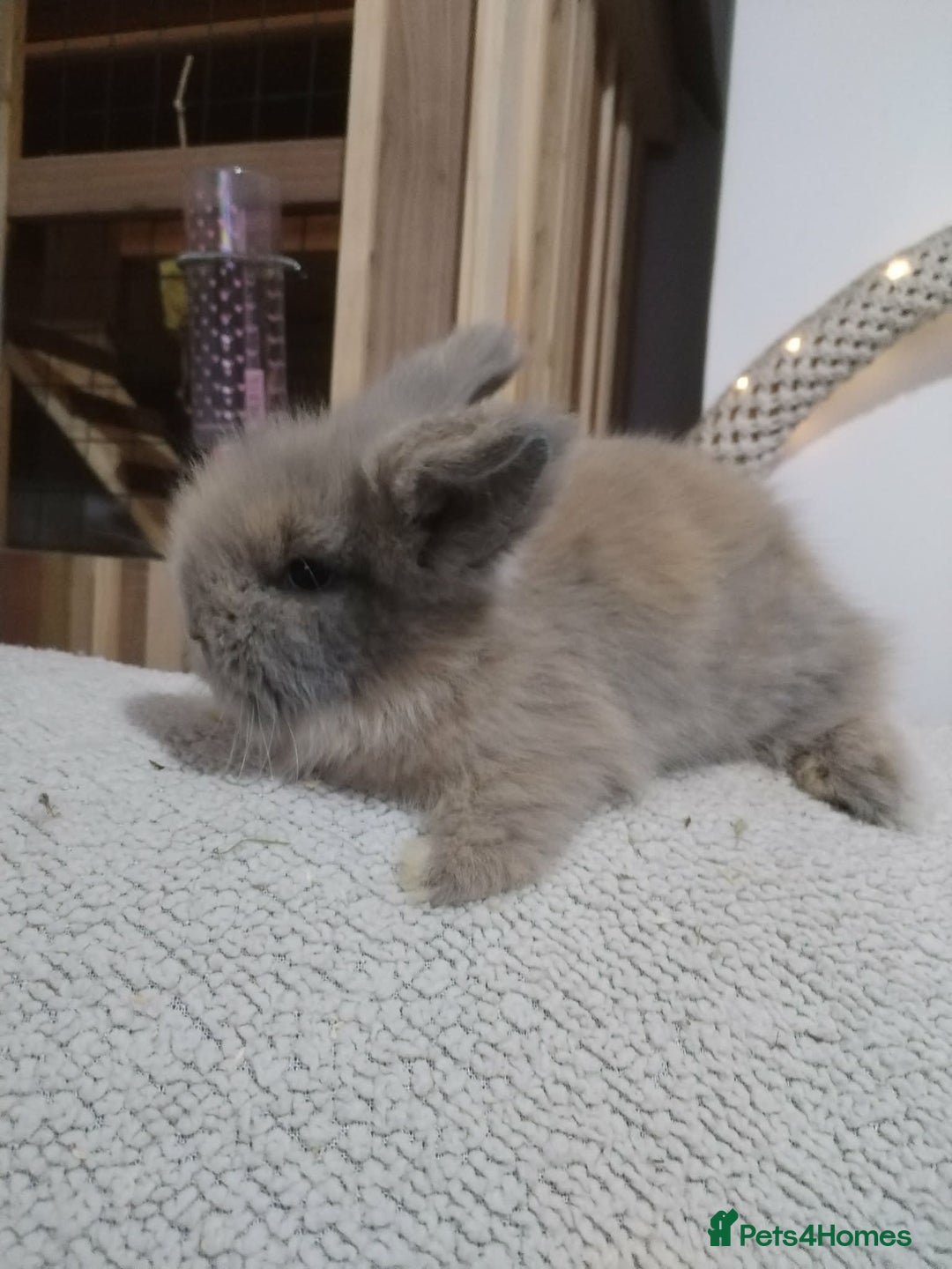 Lionhead rabbits for sale: Pure Breed Fluffy Double Mained LionHead Kits - Advert 6