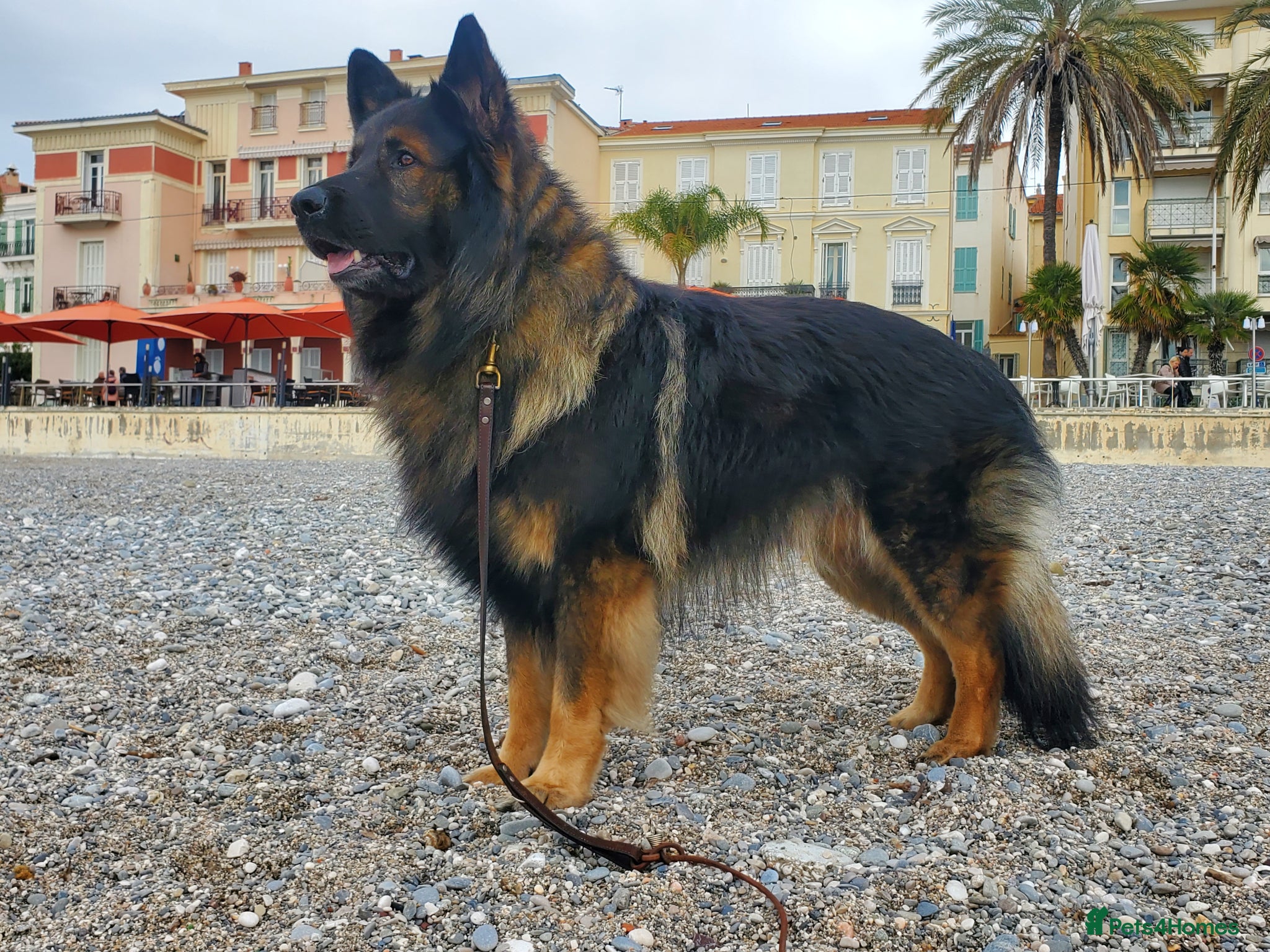 German Shepherd dogs Absolutely stunning German Shepherd dog - Advert 11