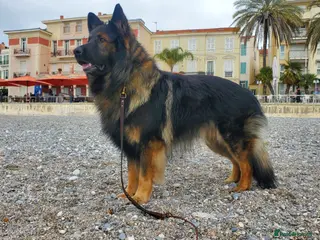 German Shepherd dogs Absolutely stunning German Shepherd dog - Advert 11