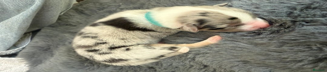 Australian Shepherd Puppy 4 - Blue Merle