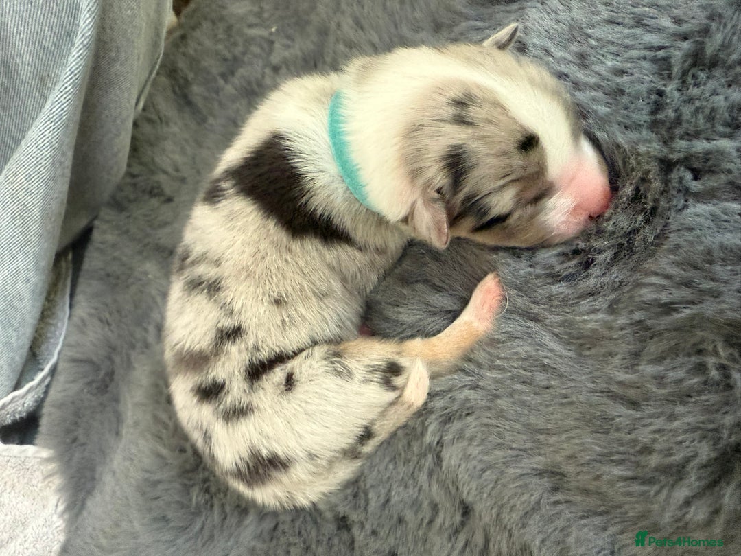 Australian Shepherd dogs for sale: Exceptional Australian Shepherd Puppies - Image 10