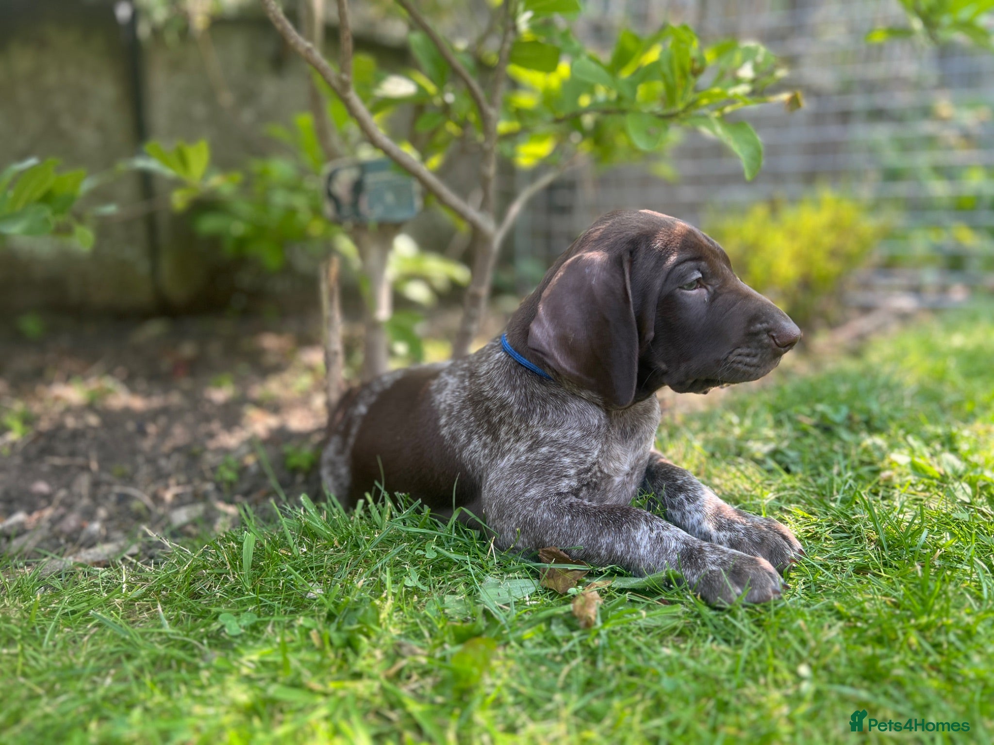 German Shorthaired Pointer dogs German Short Haired Pointer Puppies KC reg  - Advert 1