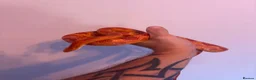 Corn Snake reptiles for sale: Male Corn Snake - Advert 3